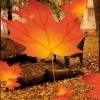 Android aplikace Fall Season Live Wallpaper – Živá podzimní tapeta